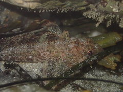 Hemilepidotus spinosus