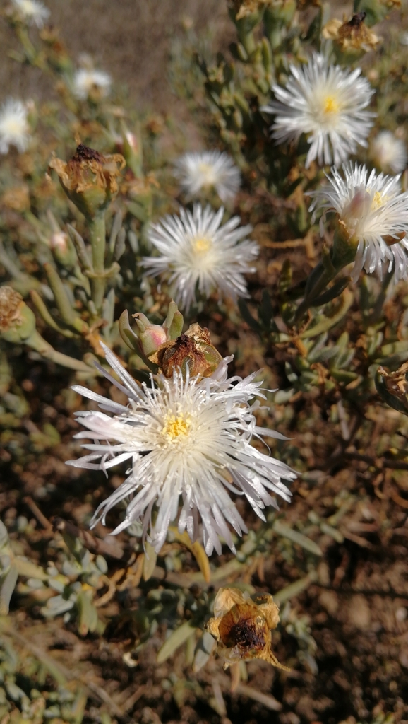 Lampranthus praecipitatus
