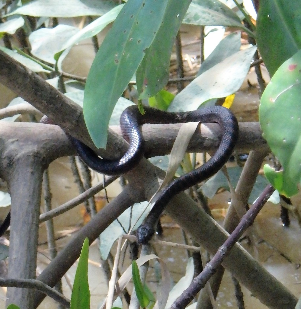 Mangrove Cat-eyed Snake