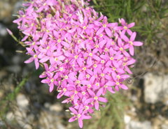 Zeltnera beyrichii