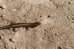 Oligosoma aeneum