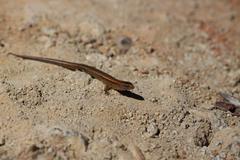 Oligosoma aeneum