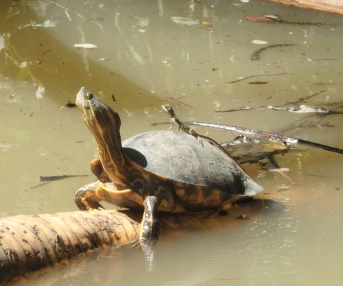 Trachemys grayi