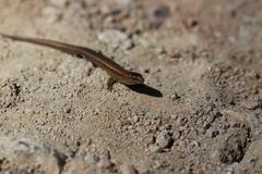 Oligosoma aeneum