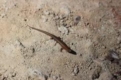 Oligosoma aeneum