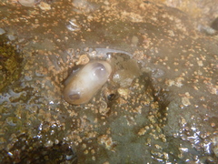 Asterocarpa coerulea