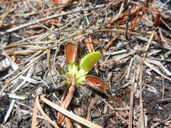 Dionaea muscipula