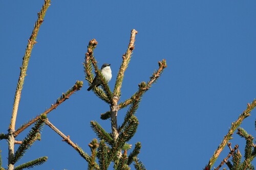 Curruca zarcerilla (Curruca curruca)