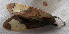 Bertholdia