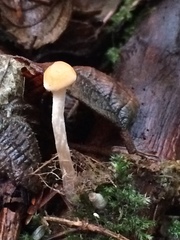 Cortinarius gentilis