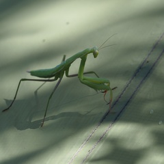 Mantis religiosa