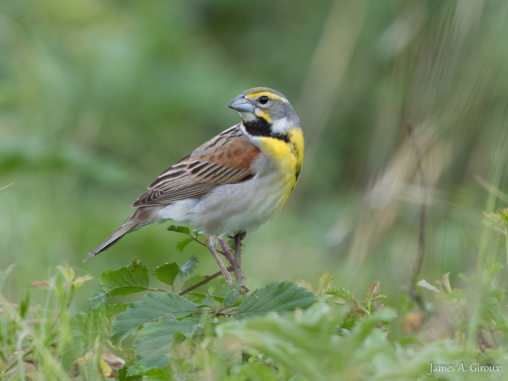Dickcissel photo