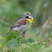 Dickcissel - Photo (c) jamesgiroux, some rights reserved (CC BY-NC), uploaded by jamesgiroux