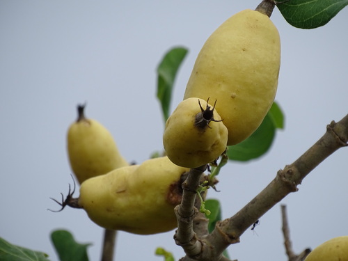 Gardenia erubescens Stapf & Hutch.