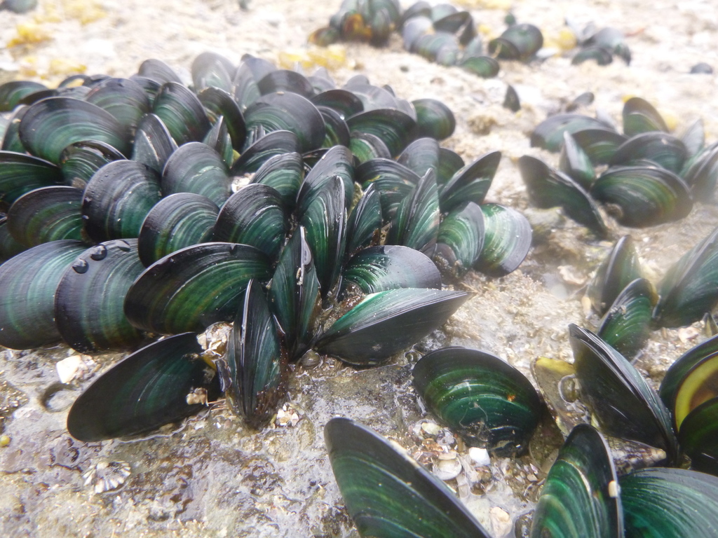 True Mussels