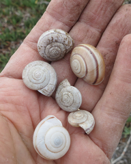 Helminthoglypta traskii