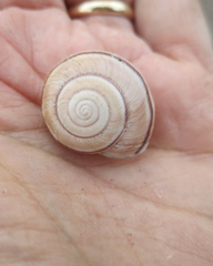 Helminthoglypta traskii