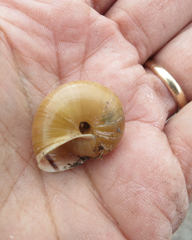 Helminthoglypta traskii