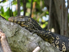 Varanus salvator salvator