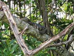 Varanus salvator salvator