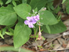 Ruellia occidentalis