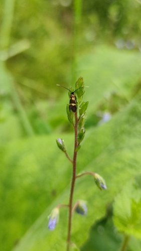 Cauchas fibulella