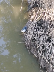 Nycticorax nycticorax