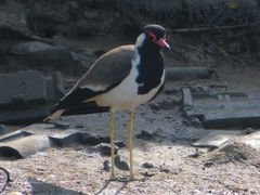 Vanellus indicus