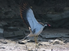 Vanellus indicus