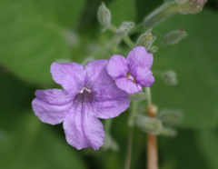 Ruellia occidentalis