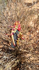 Phymateus morbillosus morbillosus