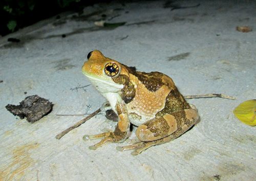 Veined Tree Frog