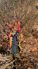 Phymateus morbillosus morbillosus