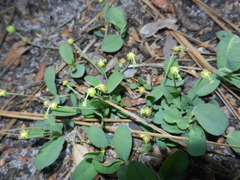 Euphorbia ipecacuanhae