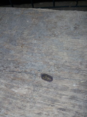 Armadillidium granulatum