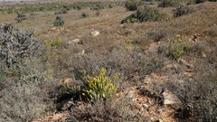 Cotyledon campanulata
