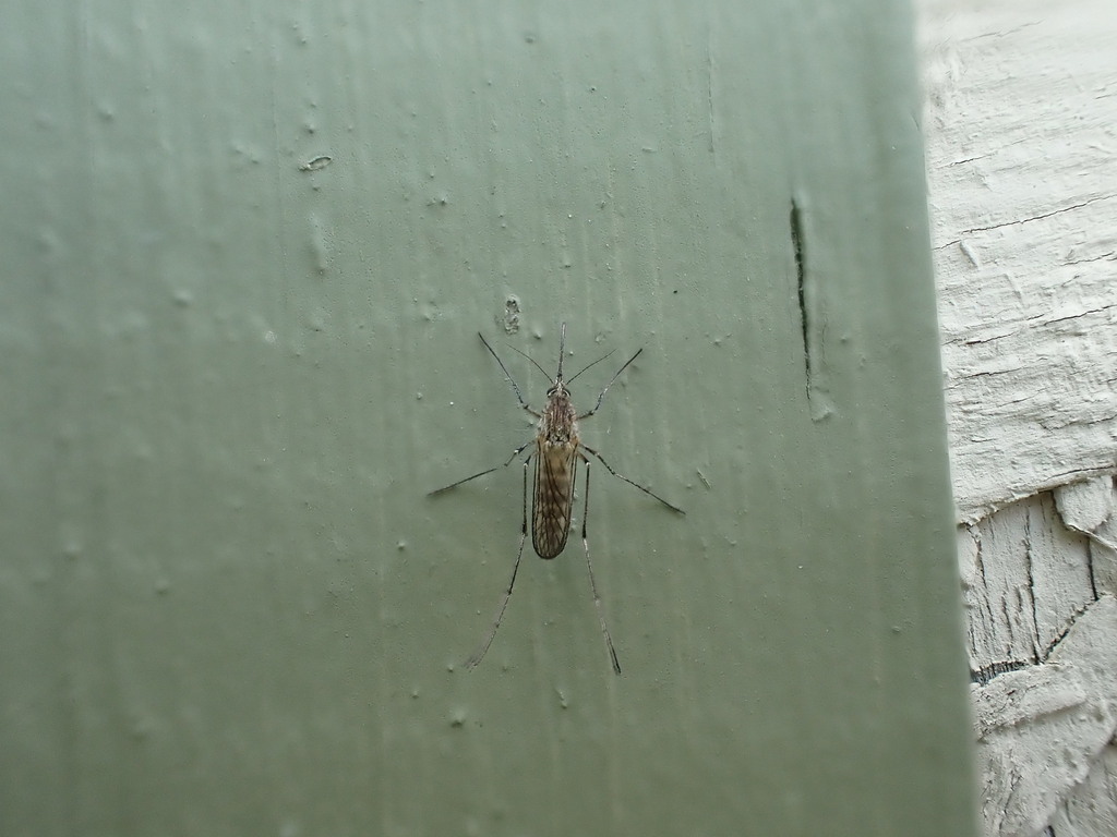 Mosquitoes in May 2023 by pbulman · iNaturalist