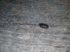 Armadillidium granulatum