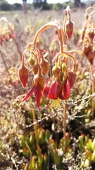 Cotyledon papillaris