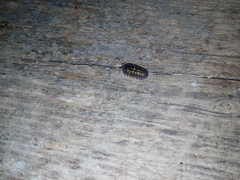 Armadillidium granulatum