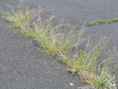 Eragrostis pectinacea pectinacea