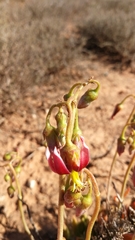 Cotyledon papillaris