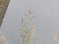 Eragrostis pectinacea pectinacea