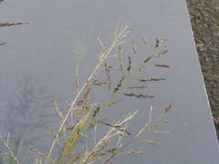 Eragrostis pectinacea pectinacea