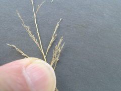 Eragrostis pectinacea pectinacea