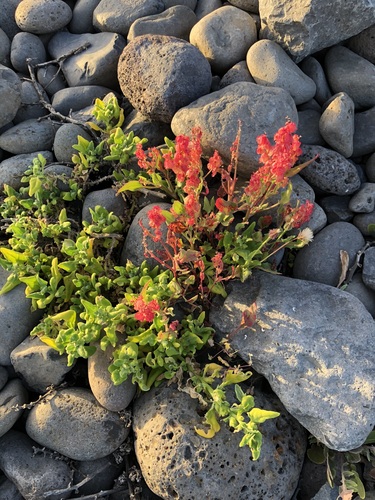 Rumex simpliciflorus subsp. maderensis image