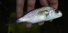 Leiostomus xanthurus