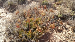 Cotyledon papillaris
