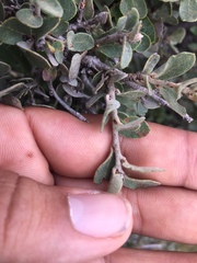 Quercus striatula