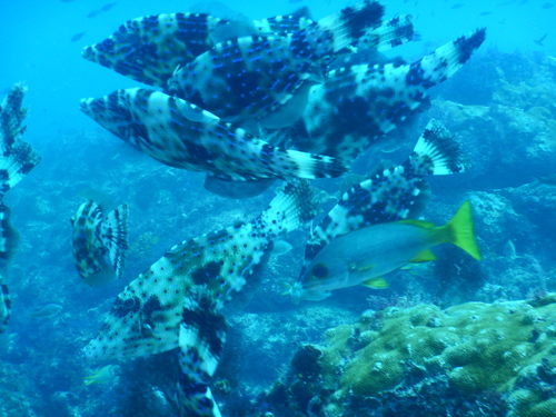 Scrawled filefish (Aluterus scriptus) — Monacanthidae — 2